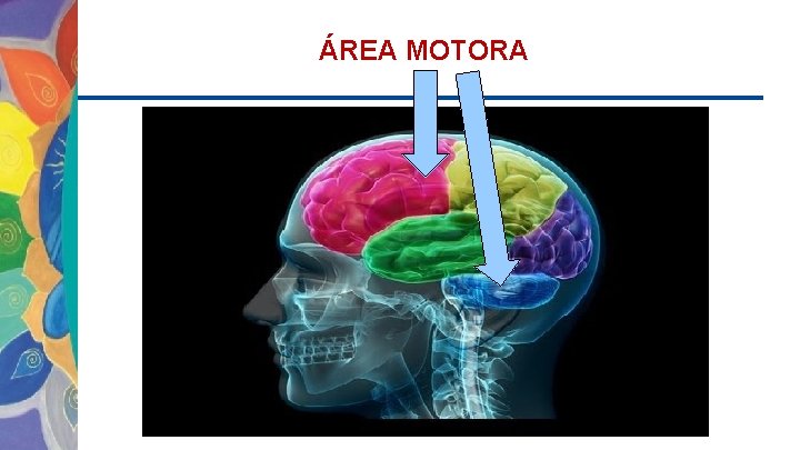 ÁREA MOTORA 