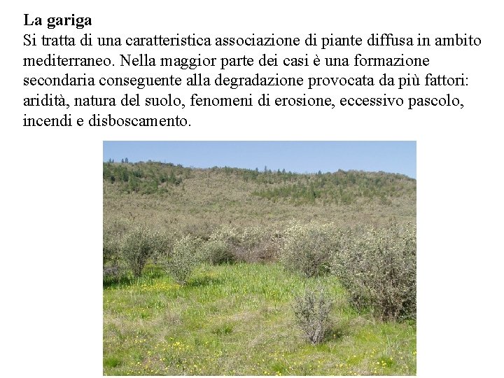 La gariga Si tratta di una caratteristica associazione di piante diffusa in ambito mediterraneo.