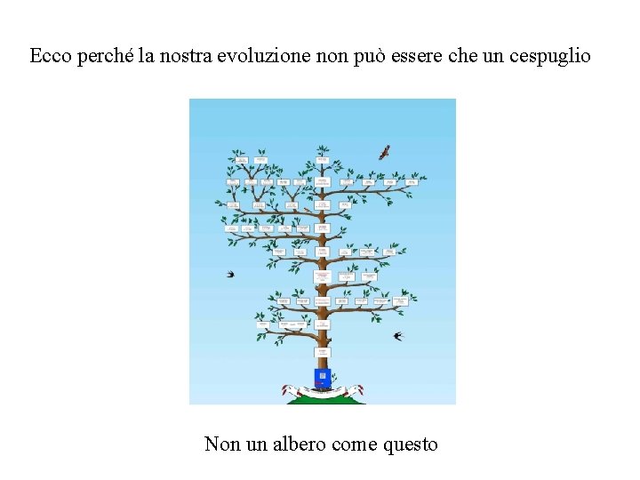 Ecco perché la nostra evoluzione non può essere che un cespuglio Non un albero