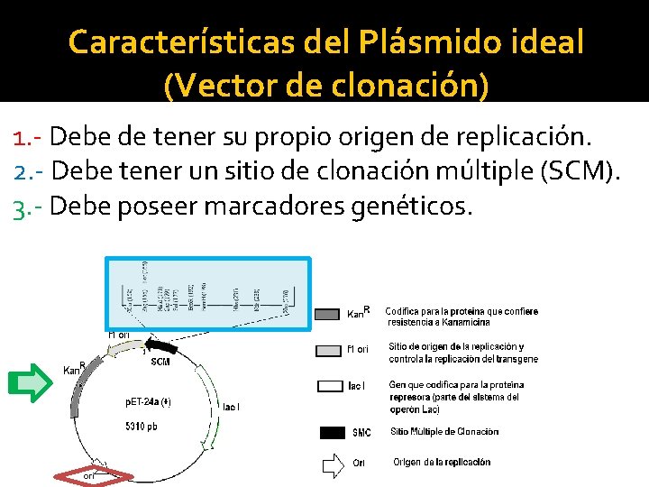 Características del Plásmido ideal (Vector de clonación) 1. - Debe de tener su propio