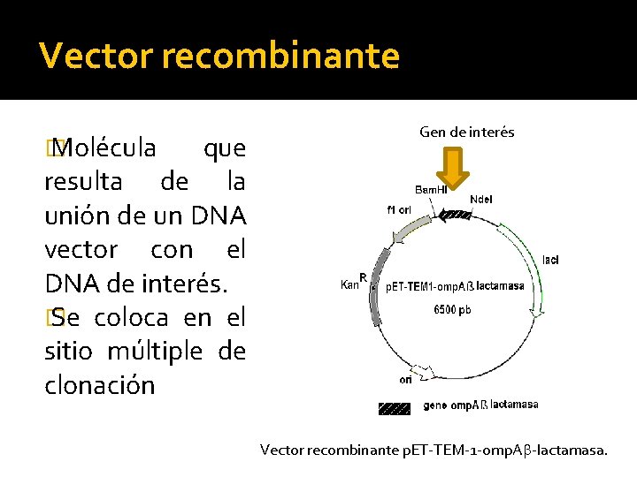 Vector recombinante � Molécula que resulta de la unión de un DNA vector con