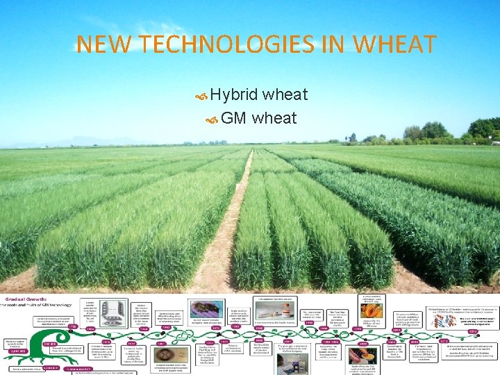 NEW TECHNOLOGIES IN WHEAT Hybrid wheat GM wheat 