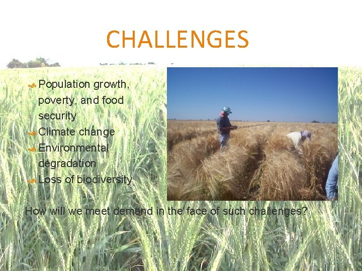 CHALLENGES Population growth, poverty, and food security Climate change Environmental degradation Loss of biodiversity