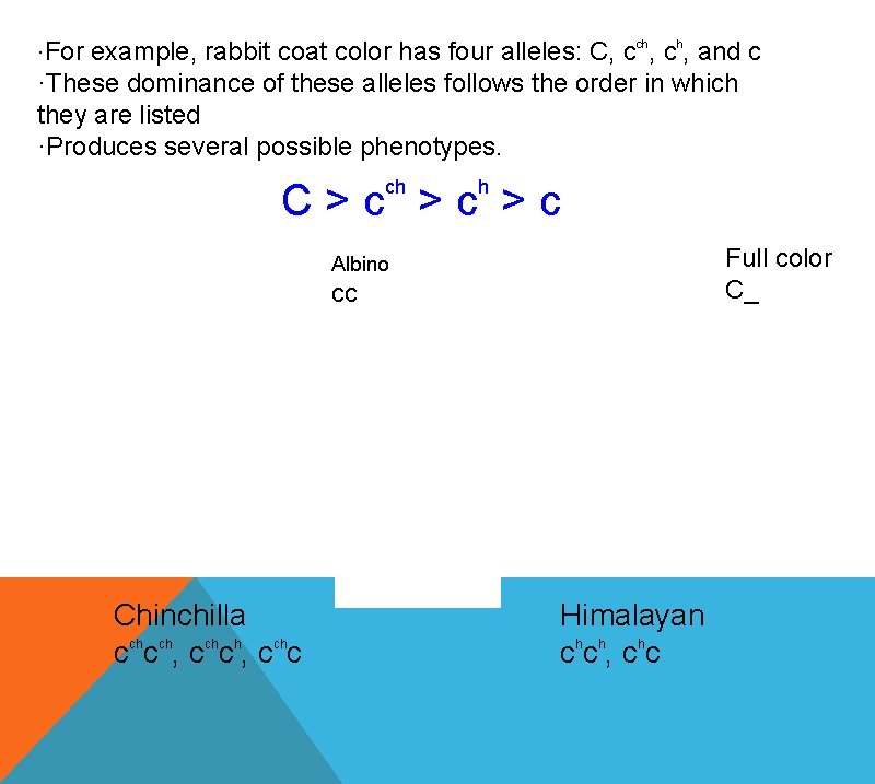 ·For example, rabbit coat color has four alleles: C, cch, and c ·These dominance