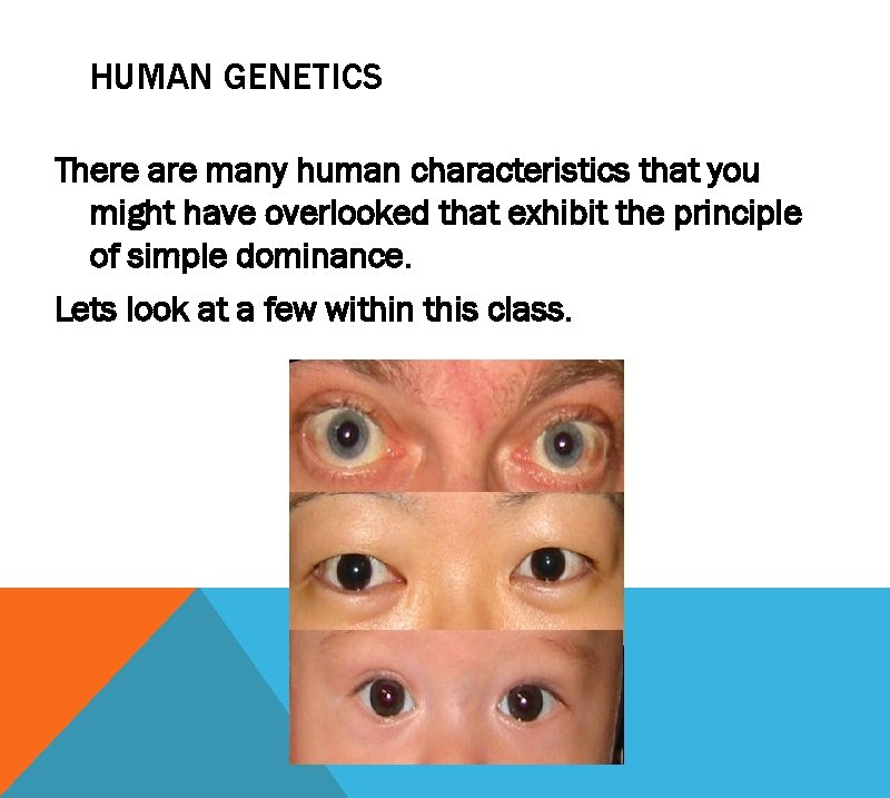 HUMAN GENETICS There are many human characteristics that you might have overlooked that exhibit