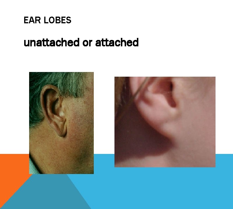 EAR LOBES unattached or attached 