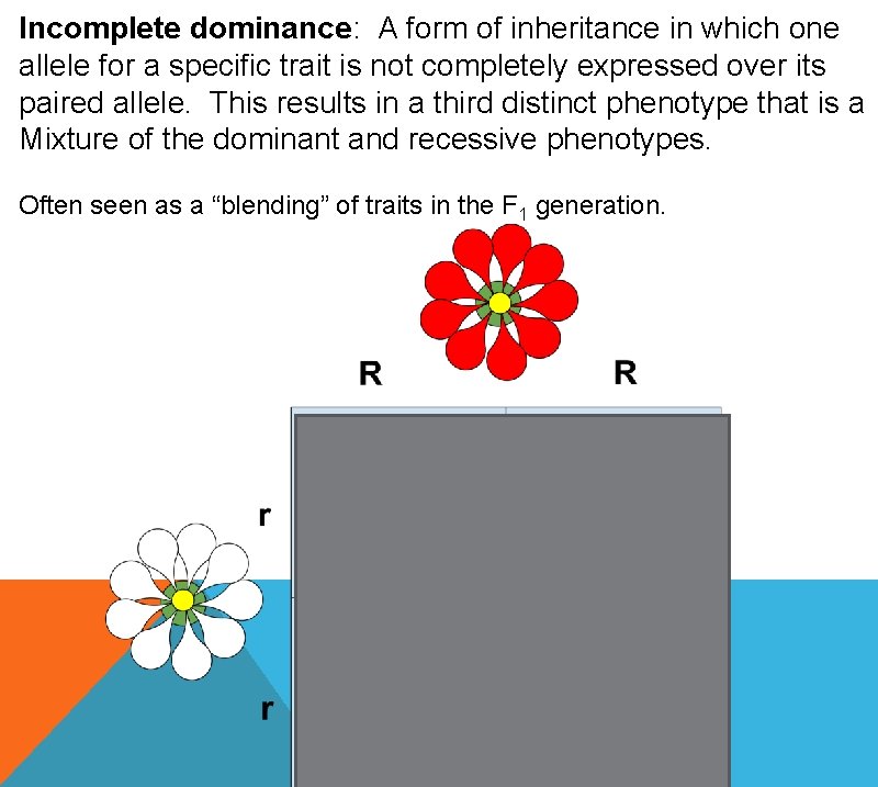 Incomplete dominance: A form of inheritance in which one allele for a specific trait