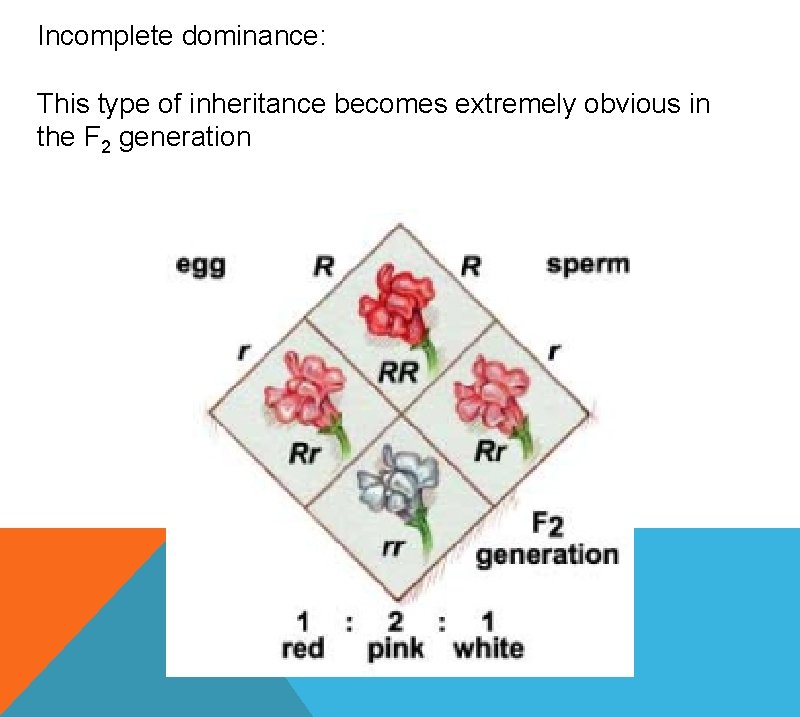 Incomplete dominance: This type of inheritance becomes extremely obvious in the F 2 generation