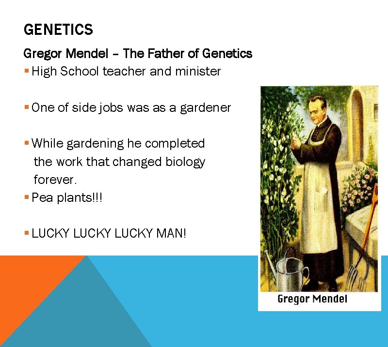 GENETICS Gregor Mendel – The Father of Genetics § High School teacher and minister