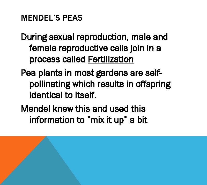 MENDEL’S PEAS During sexual reproduction, male and female reproductive cells join in a process