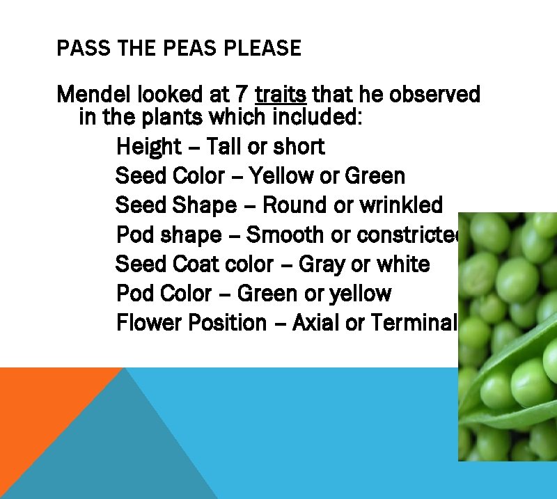 PASS THE PEAS PLEASE Mendel looked at 7 traits that he observed in the