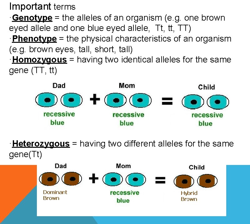 Important terms ·Genotype = the alleles of an organism (e. g. one brown eyed