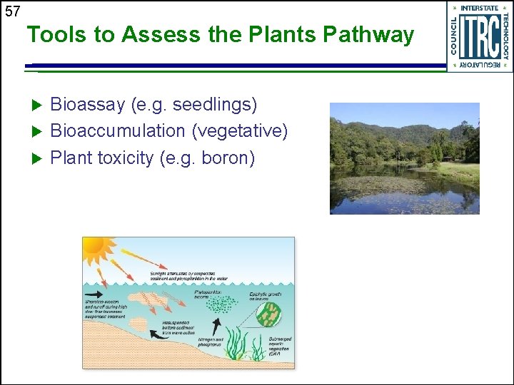 57 Tools to Assess the Plants Pathway u u u Bioassay (e. g. seedlings)