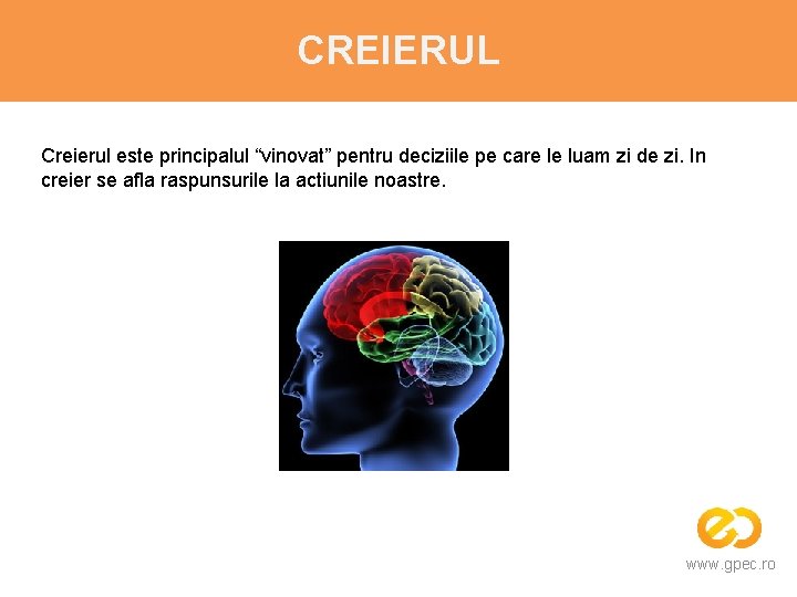 CREIERUL Creierul este principalul “vinovat” pentru deciziile pe care le luam zi de zi.