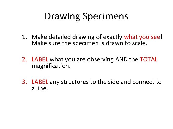 Drawing Specimens 1. Make detailed drawing of exactly what you see! Make sure the