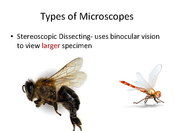 Types of Microscopes • Stereoscopic Dissecting- uses binocular vision to view larger specimen 