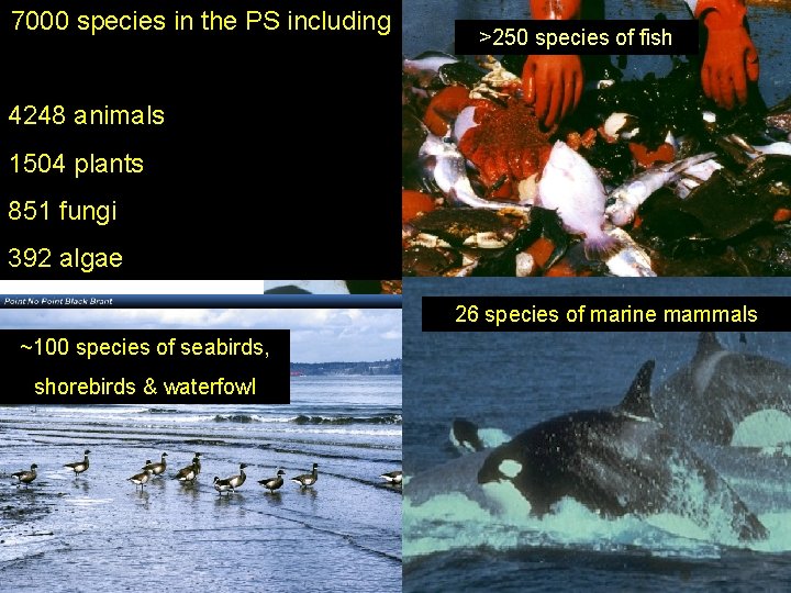 7000 species in the PS including >250 species of fish 4248 animals 1504 plants