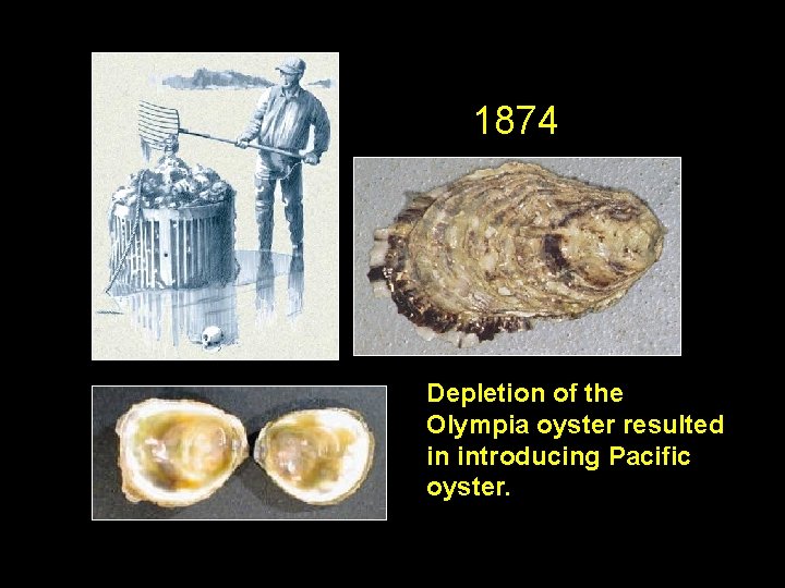 1874 Depletion of the Olympia oyster resulted in introducing Pacific oyster. 