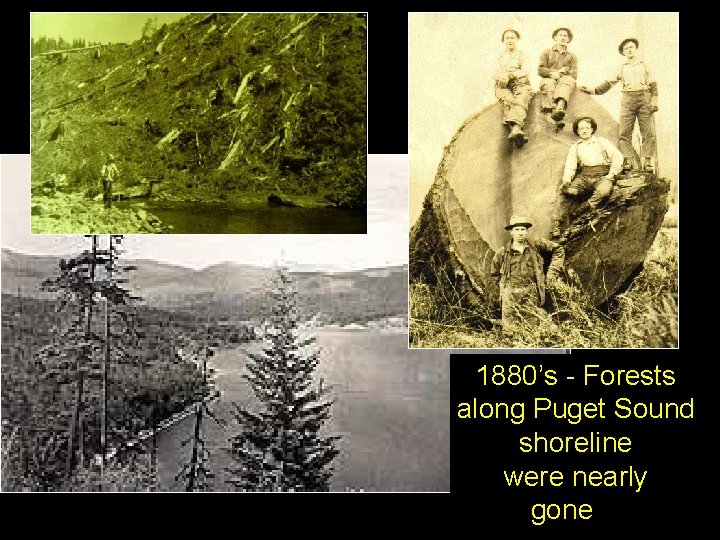 1880’s - Forests along Puget Sound shoreline were nearly gone” 