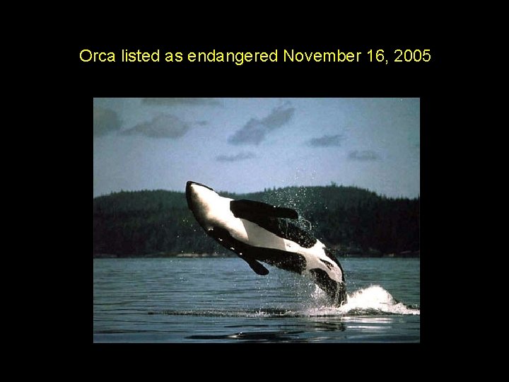 Orca listed as endangered November 16, 2005 