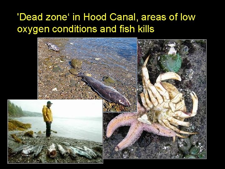 'Dead zone‘ in Hood Canal, areas of low oxygen conditions and fish kills 