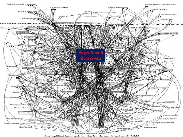 Puget Sound Ecosystem 