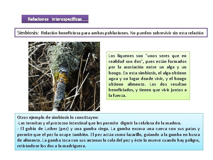 Relaciones interespecíficas Simbiosis: Relación beneficiosa para ambas poblaciones. No pueden sobrevivir sin esta relación