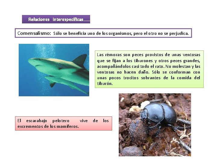 Relaciones interespecíficas Comensalismo: Sólo se beneficia uno de los organismos, pero el otro no