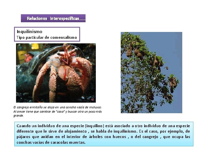 Relaciones interespecíficas Inquilinismo Tipo particular de comensalismo El cangrejo ermitaño se aloja en una