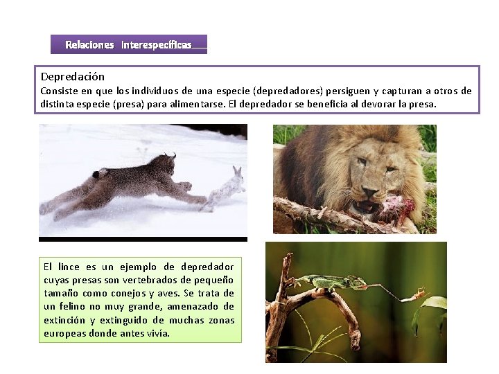 Relaciones interespecíficas Depredación Consiste en que los individuos de una especie (depredadores) persiguen y