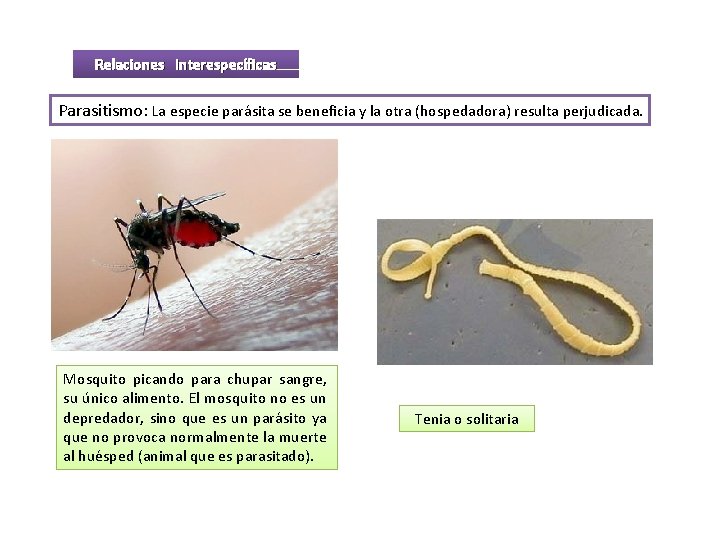 Relaciones interespecíficas Parasitismo: La especie parásita se beneficia y la otra (hospedadora) resulta perjudicada.