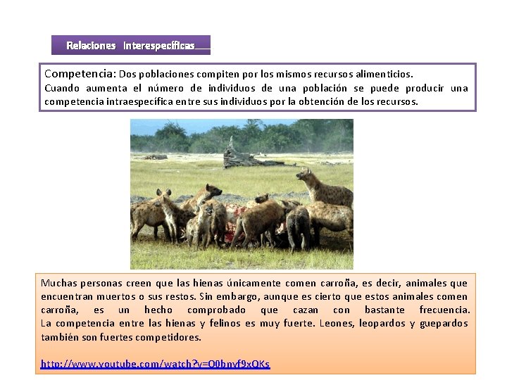 Relaciones interespecíficas Competencia: Dos poblaciones compiten por los mismos recursos alimenticios. Cuando aumenta el