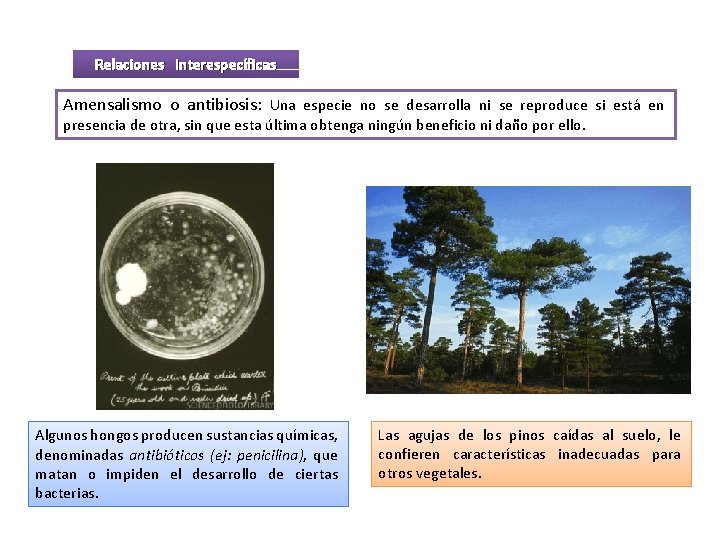 Relaciones interespecíficas Amensalismo o antibiosis: Una especie no se desarrolla ni se reproduce si