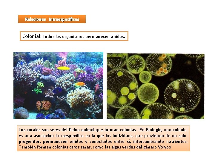 Relaciones intraespecíficas Colonial: Todos los organismos permanecen unidos. Los corales son seres del Reino
