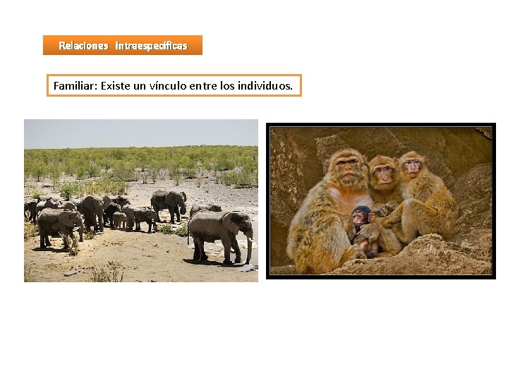 Relaciones intraespecíficas Familiar: Existe un vínculo entre los individuos. 