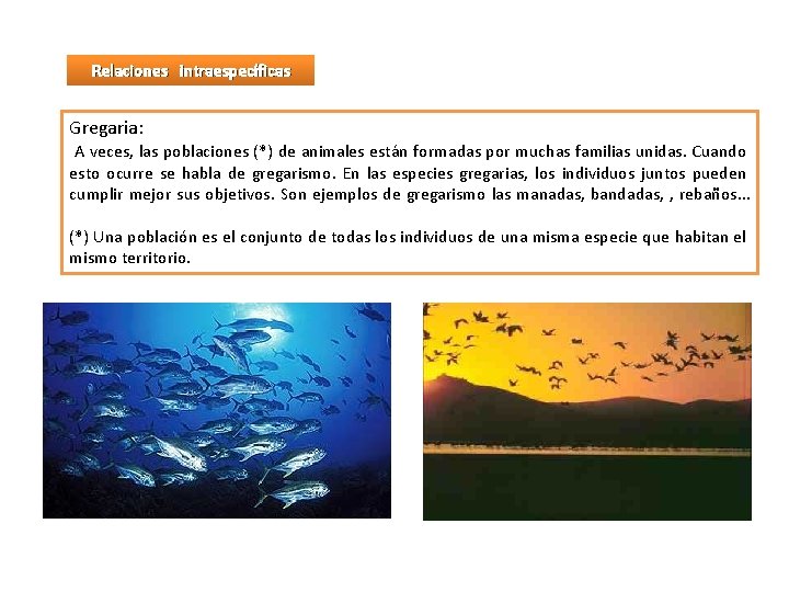 Relaciones intraespecíficas Gregaria: A veces, las poblaciones (*) de animales están formadas por muchas