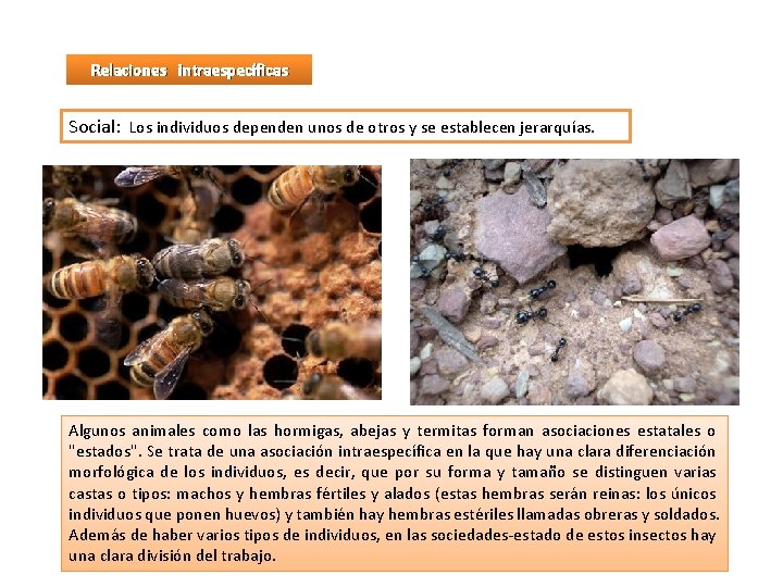 Relaciones intraespecíficas Social: Los individuos dependen unos de otros y se establecen jerarquías. Algunos