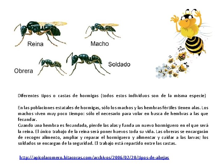 Diferentes tipos o castas de hormigas (todos estos individuos son de la misma especie)