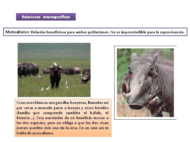 Relaciones interespecíficas Mutualismo: Relación beneficiosa para ambas poblaciones. No es imprescindible para la supervivencia.