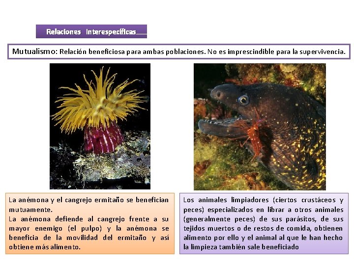 Relaciones interespecíficas Mutualismo: Relación beneficiosa para ambas poblaciones. No es imprescindible para la supervivencia.