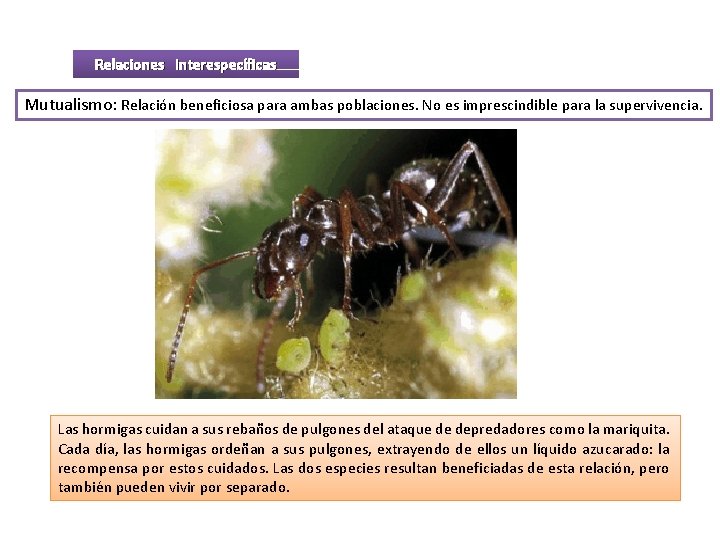 Relaciones interespecíficas Mutualismo: Relación beneficiosa para ambas poblaciones. No es imprescindible para la supervivencia.