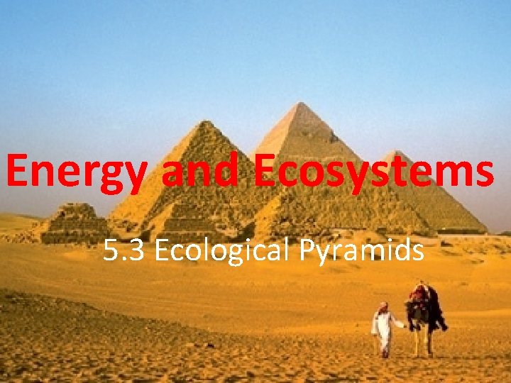 Energy and Ecosystems 5. 3 Ecological Pyramids 