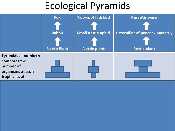 Ecological Pyramids of numbers compares the number of organisms at each trophic level Pyramids