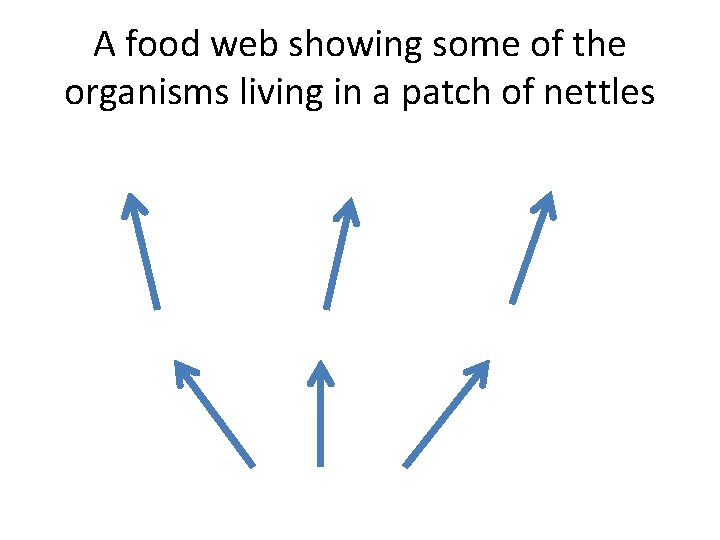 A food web showing some of the organisms living in a patch of nettles