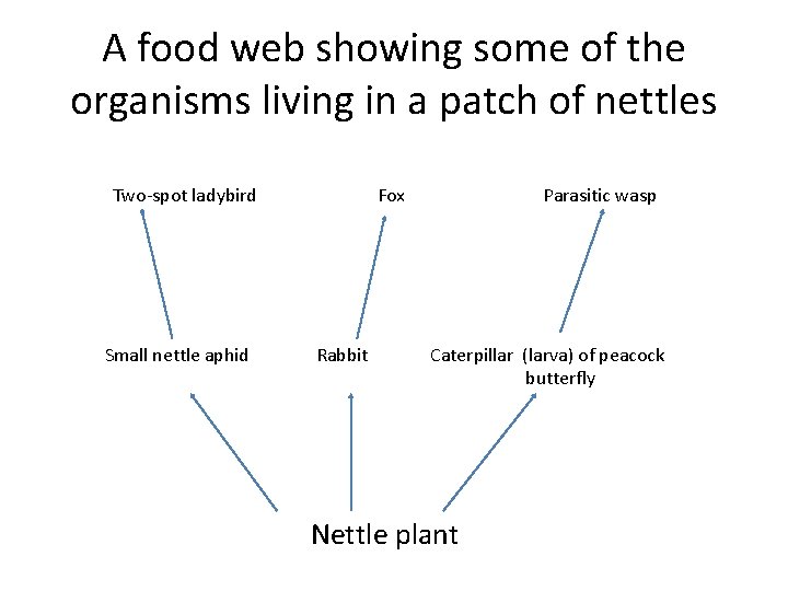 A food web showing some of the organisms living in a patch of nettles