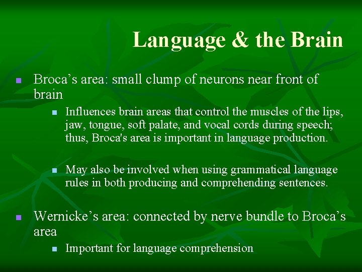 Language & the Brain n Broca’s area: small clump of neurons near front of Language & the Brain n Broca’s area: small clump of neurons near front of