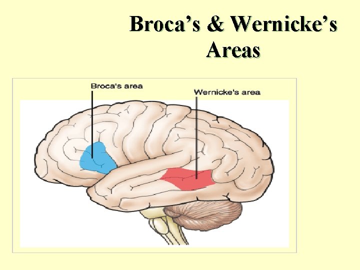 Broca’s & Wernicke’s Areas Broca’s & Wernicke’s Areas