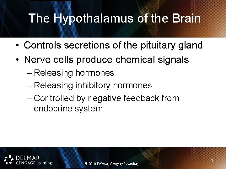 The Hypothalamus of the Brain • Controls secretions of the pituitary gland • Nerve