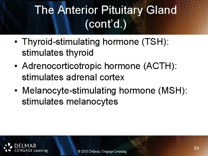 The Anterior Pituitary Gland (cont’d. ) • Thyroid-stimulating hormone (TSH): stimulates thyroid • Adrenocorticotropic