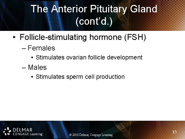 The Anterior Pituitary Gland (cont’d. ) • Follicle-stimulating hormone (FSH) – Females • Stimulates